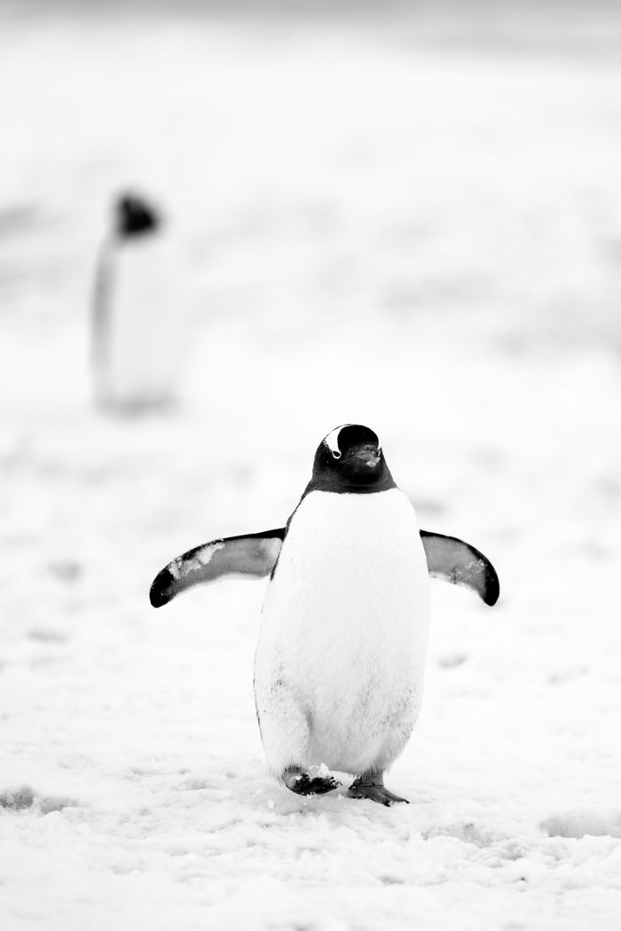 About Black and white image of an Adélie penguin walking in the Antarctic snow.