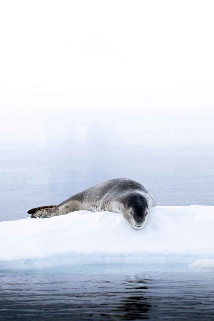 Services A peaceful leopard seal rests on an iceberg in the arctic waters, showcasing natural wildlife beauty.